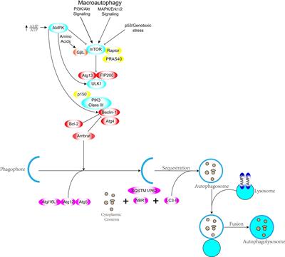 Autophagy-mediated nanomaterials for tumor therapy